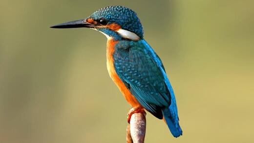 Les Noyeraies Les Noyeraies